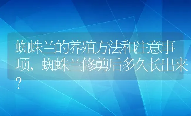 蜘蛛兰的养殖方法和注意事项,蜘蛛兰修剪后多久长出来？ | 养殖科普