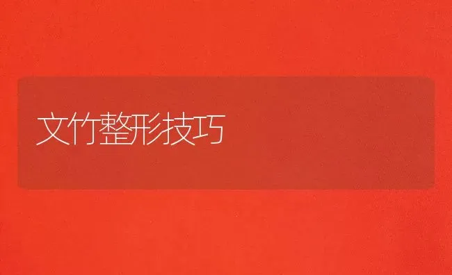 文竹整形技巧 | 养殖知识