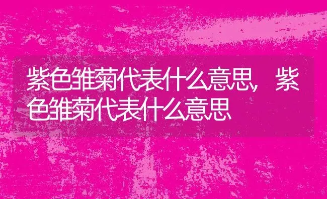 紫色雏菊代表什么意思,紫色雏菊代表什么意思 | 养殖科普