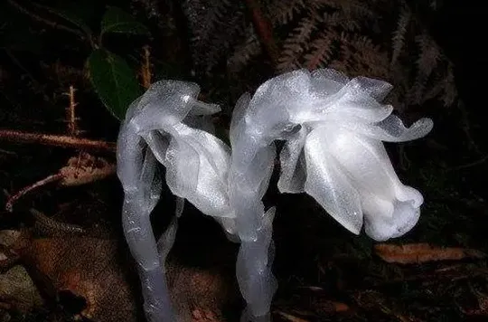 水晶兰如何食用,水晶兰可以活多久？