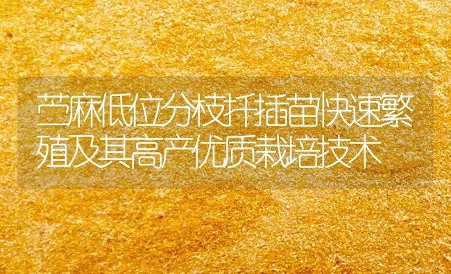 苎麻低位分枝扦插苗快速繁殖及其高产优质栽培技术 | 养殖知识