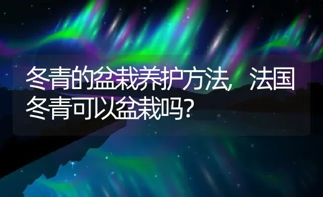 冬青的盆栽养护方法,法国冬青可以盆栽吗？ | 养殖科普