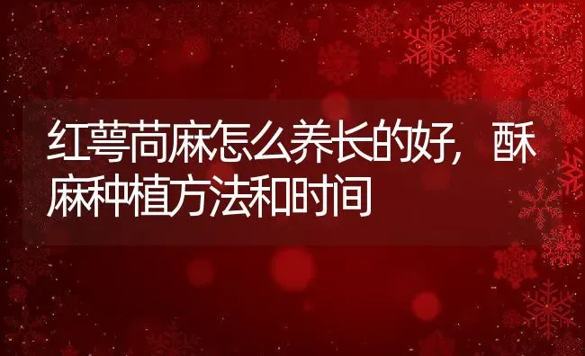 红萼苘麻怎么养长的好,酥麻种植方法和时间 | 养殖学堂