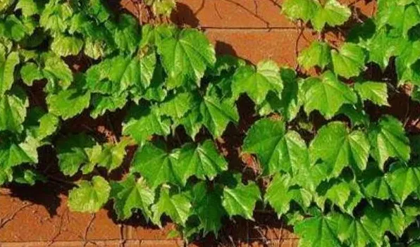 种爬山虎的危害 | 妙招大全