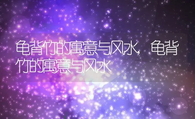 龟背竹的寓意与风水,龟背竹的寓意与风水 | 养殖科普