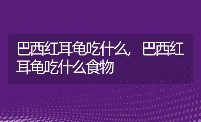 巴西红耳龟吃什么,巴西红耳龟吃什么食物 | 养殖资料