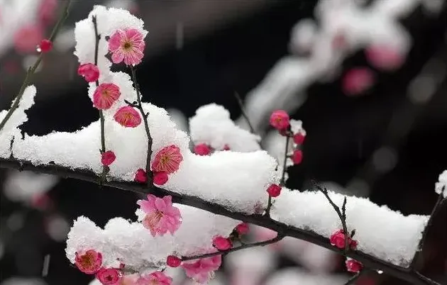 梅花有什么特点,梅花的特点是什么？