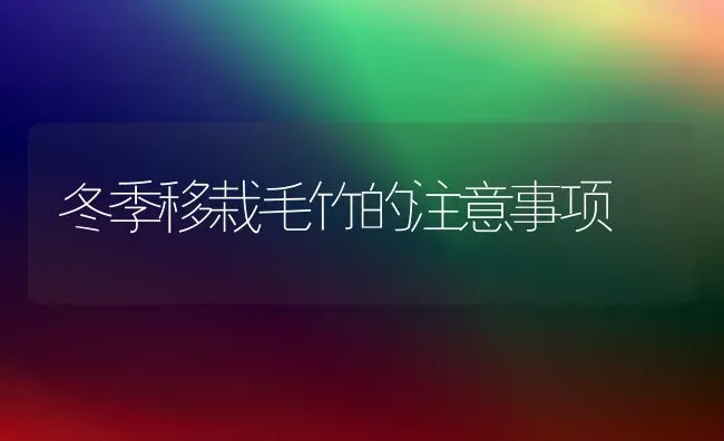 冬季移栽毛竹的注意事项 | 养殖知识