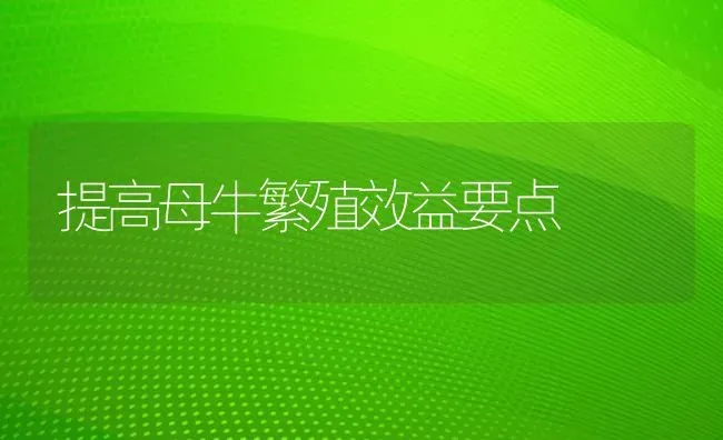 提高母牛繁殖效益要点 | 养殖知识