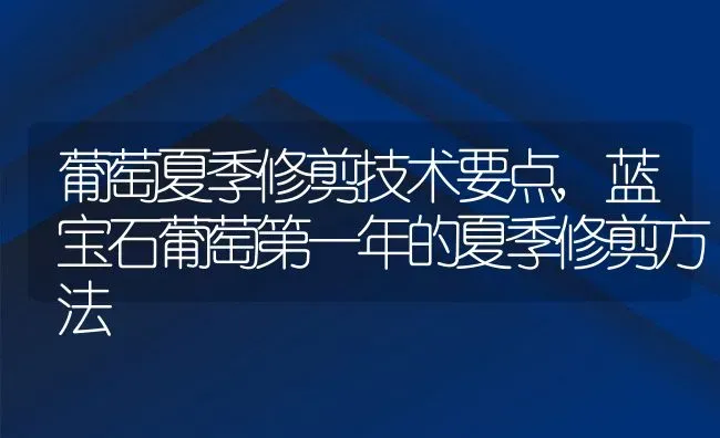 葡萄夏季修剪技术要点,蓝宝石葡萄第一年的夏季修剪方法 | 养殖学堂