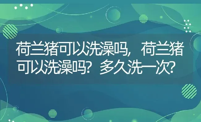 荷兰猪可以洗澡吗,荷兰猪可以洗澡吗?多久洗一次? | 养殖资料