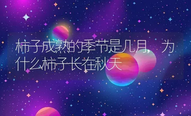 柿子成熟的季节是几月,为什么柿子长在秋天 | 养殖学堂