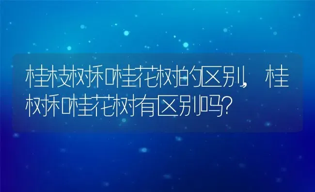 桂枝树和桂花树的区别,桂树和桂花树有区别吗？ | 养殖科普