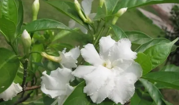 狗牙花和假狗牙花区别 | 生活常识