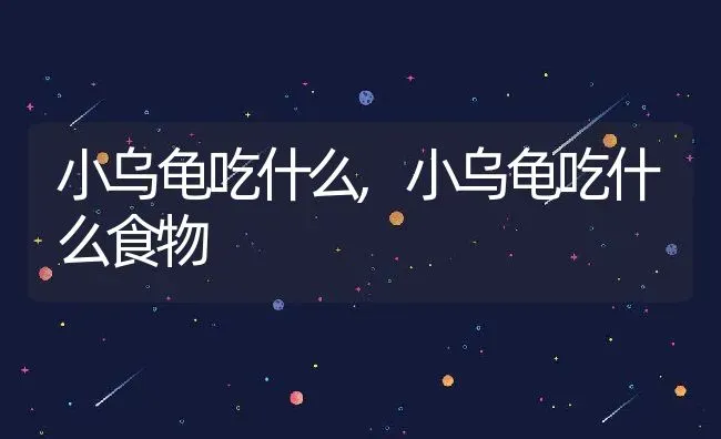 小乌龟吃什么,小乌龟吃什么食物 | 养殖资料