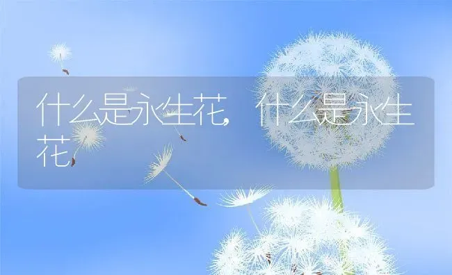 什么是永生花,什么是永生花 | 养殖科普