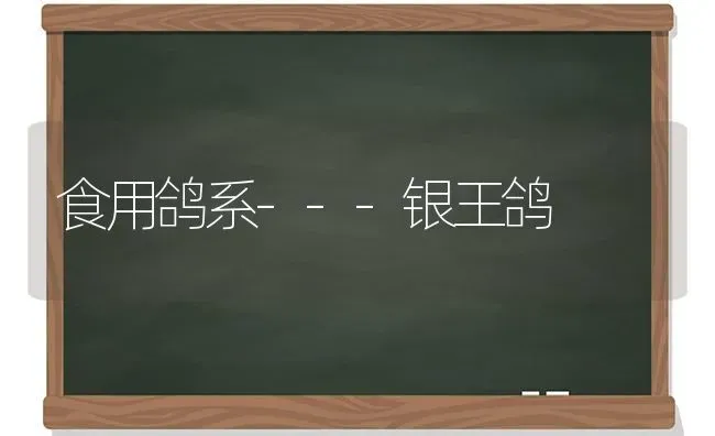 食用鸽系---银王鸽 | 养殖技术大全