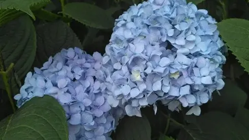绣球花种子怎么种,绣球种子怎么种？