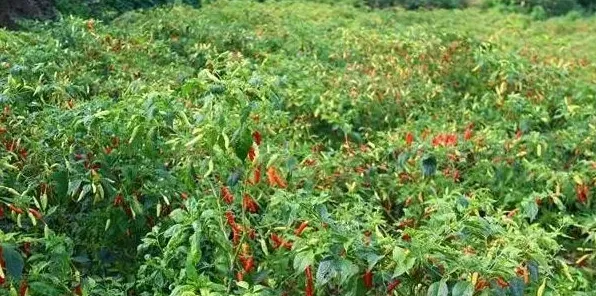 朝天椒田间种植技术 | 生活妙招