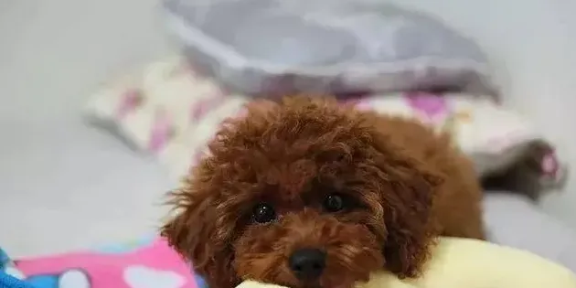 泰迪喜欢张嘴轻咬主人,是什么原因？泰迪狗张大嘴要咬人？