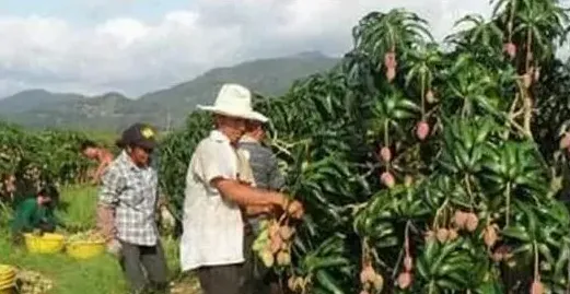 我国芒果种植主要分布在哪？芒果种植对环境的要求 | 三农知识