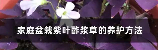 家庭盆栽紫叶酢浆草的养护方法,盆栽紫叶酢浆草的养护方法？