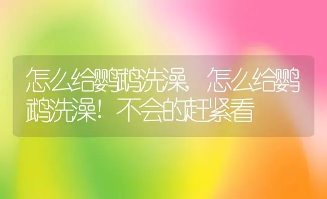 怎么给鹦鹉洗澡,怎么给鹦鹉洗澡!不会的赶紧看 | 养殖科普