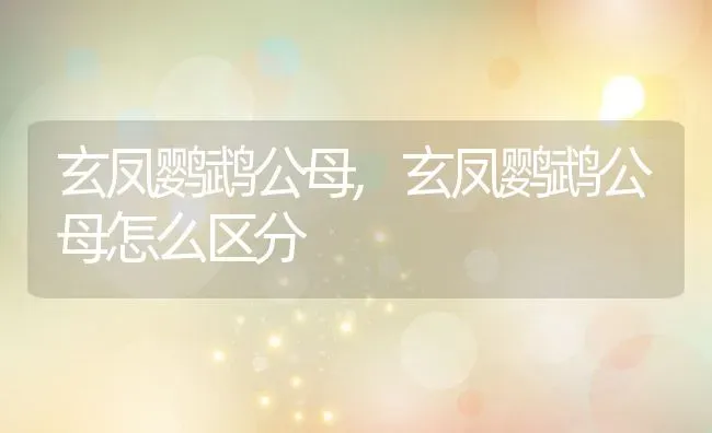 玄凤鹦鹉公母,玄凤鹦鹉公母怎么区分 | 养殖科普