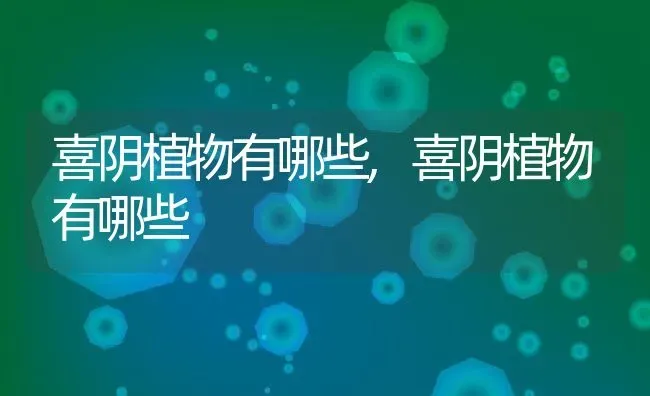 白菊花的花语和寓意,黄白菊花的花语和寓意？ | 养殖科普