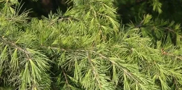 雪松产地及其种植技术 | 实用知识