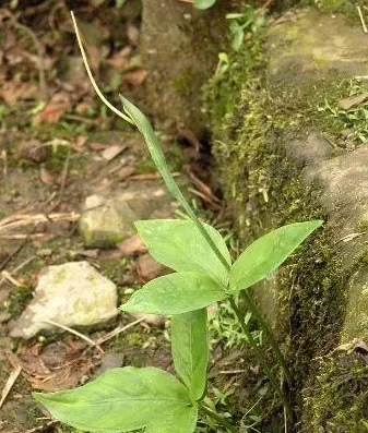 半夏种植条件生长环境及地域,半夏对生长环境有什么要求？