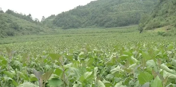 雪莲果的种植技巧详解 | 农广天地