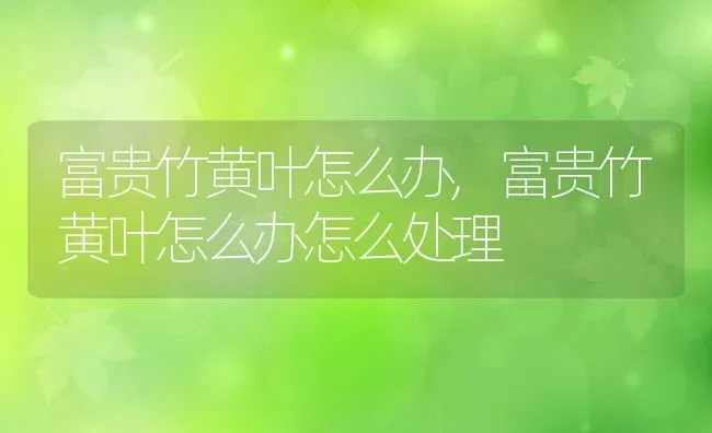 富贵竹黄叶怎么办,富贵竹黄叶怎么办怎么处理 | 养殖资料