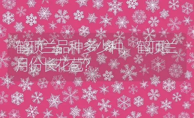 鹤顶兰品种多少种,鹤顶兰月份长花苞？ | 养殖科普