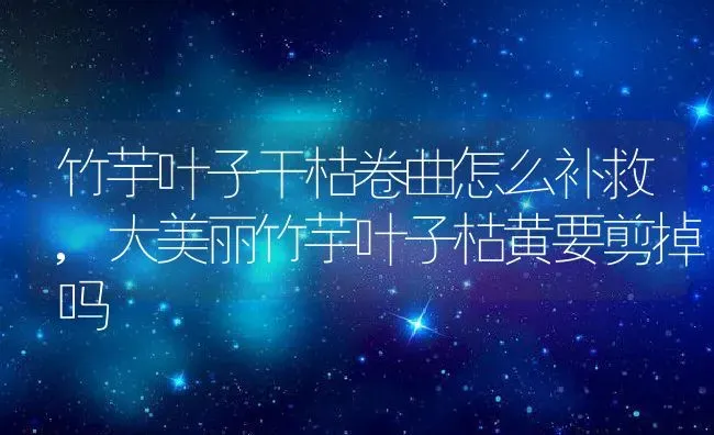 竹芋叶子干枯卷曲怎么补救,大美丽竹芋叶子枯黄要剪掉吗 | 养殖学堂