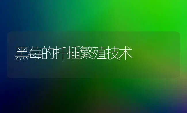 黑莓的扦插繁殖技术 | 养殖知识