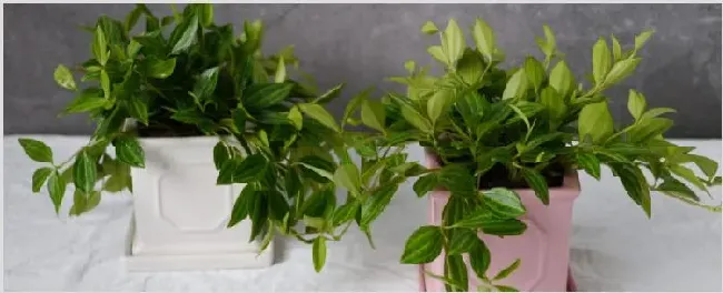 白脉椒草可以用水养吗 | 妙招大全