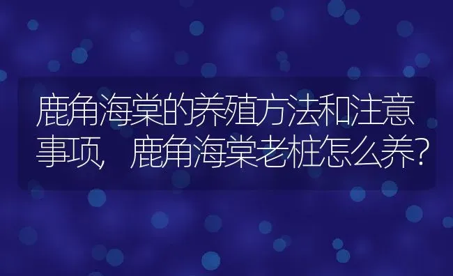 鹿角海棠的养殖方法和注意事项,鹿角海棠老桩怎么养？ | 养殖科普