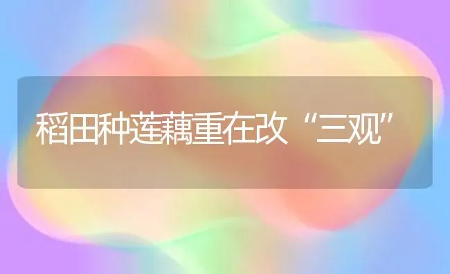 稻田种莲藕重在改“三观” | 养殖技术大全