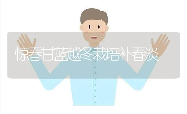 惊春甘蓝越冬栽培补春淡 | 养殖技术大全