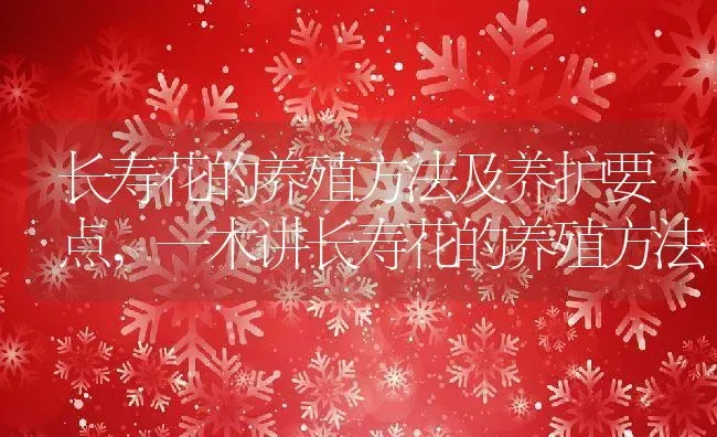 长寿花的养殖方法及养护要点,一木讲长寿花的养殖方法 | 养殖学堂
