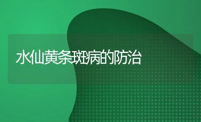 水仙黄条斑病的防治 | 养殖知识