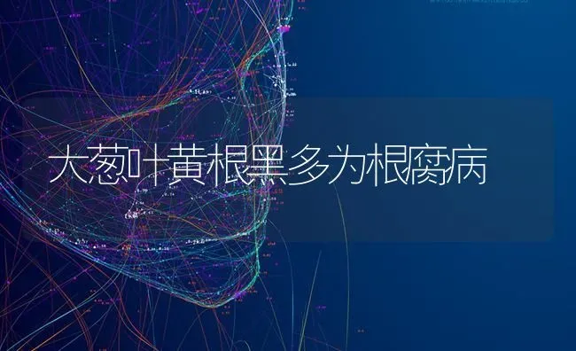 大葱叶黄根黑多为根腐病 | 养殖知识