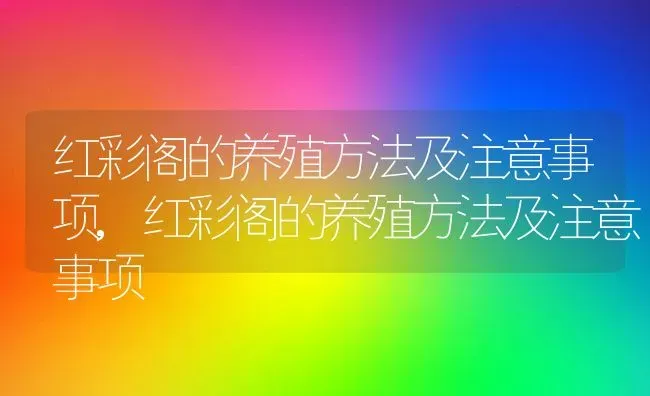 红彩阁的养殖方法及注意事项,红彩阁的养殖方法及注意事项 | 养殖科普