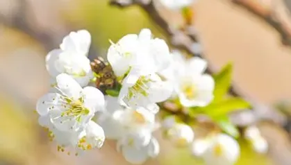 梅花有什么特点,梅花的特点是什么？