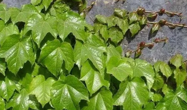 种爬山虎的危害 | 妙招大全