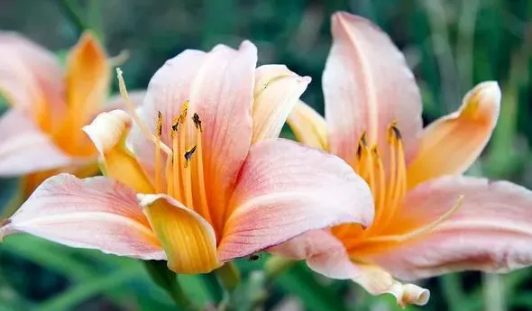 百合花适合什么季节栽种,玉兰花.茉莉花.康乃馨.百合花.玫瑰花分别开花日期，和最佳种植时间在什么时候？