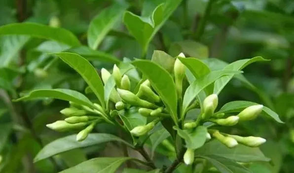 狗牙花和假狗牙花区别 | 生活常识