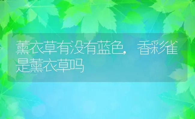 薰衣草有没有蓝色,香彩雀是薰衣草吗 | 养殖科普