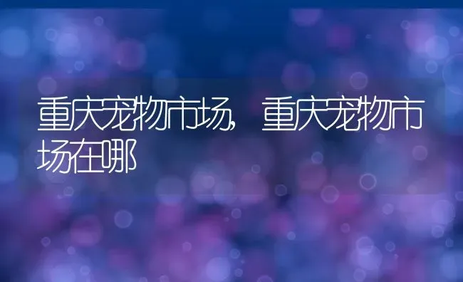 棕色拉布拉多,棕色拉布拉多多少钱一只 | 养殖科普